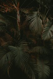 Nature & Landscape Wallpapers (34)