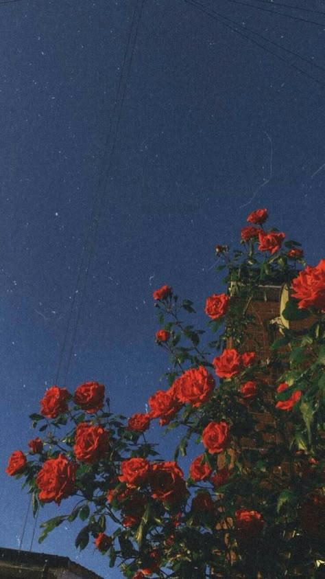 aesthetic phone wallpaper (11)