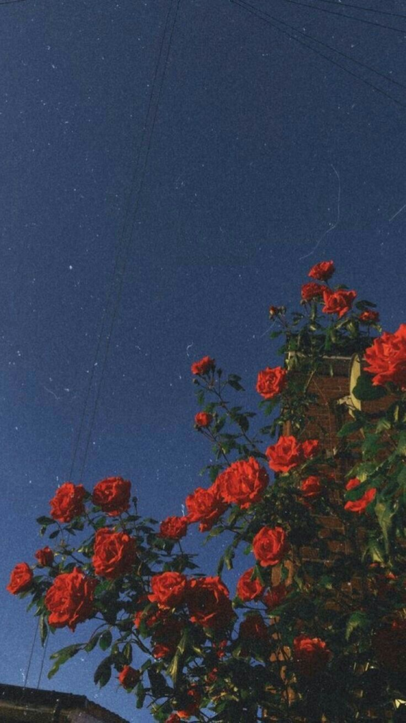 aesthetic phone wallpaper (4)