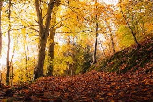 Nature & Landscape Wallpapers