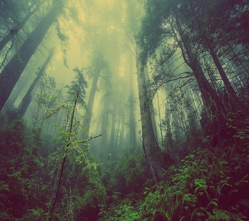 wallpapers (58)